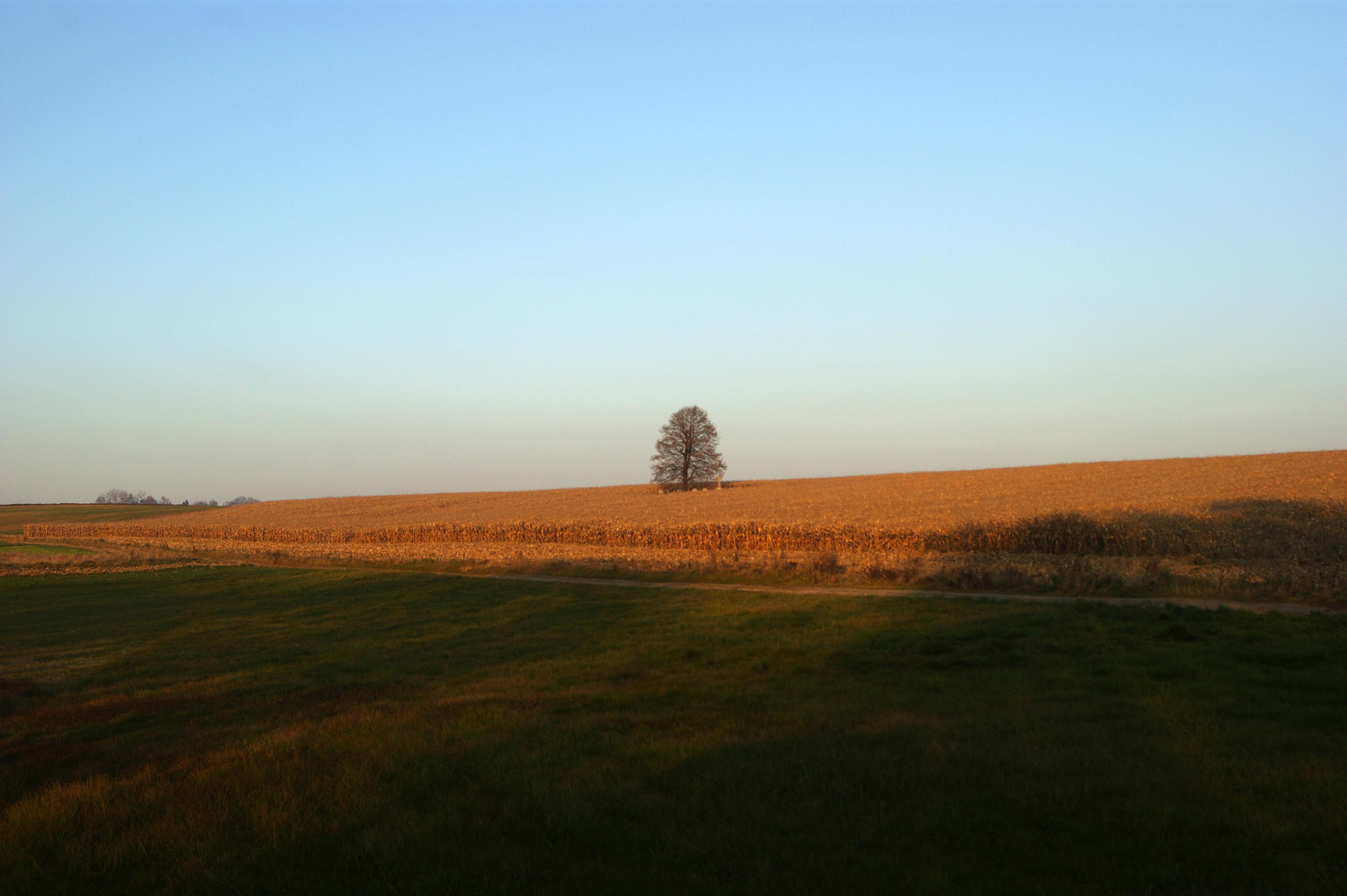 Cmentarz wojenny nr 333